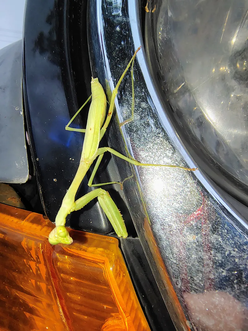 General Insects — pest control in Central Texas