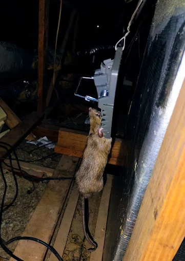 Rats & Rodents — pest control in Central Texas
