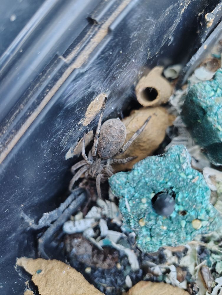 Spiders — pest control in Central Texas