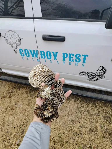 Wasp nests removed from a Central Texas home